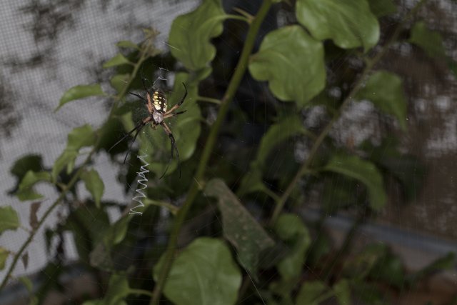 Garden Spider on Plant Leaves