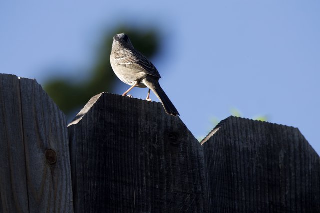 Dark-Eyed Junco Perched on Weathered Fence at Dusk