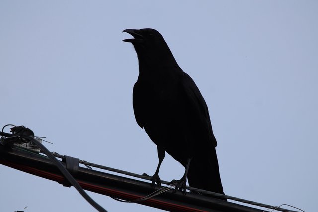 Silhouetted Bird Calling from Power Lines at Dusk
