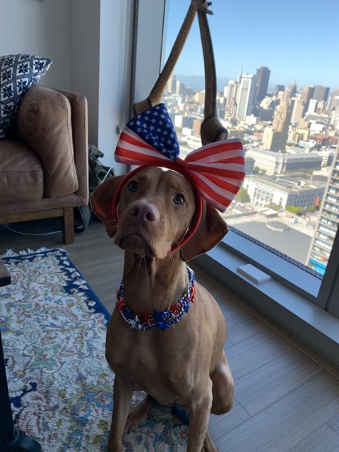 Patriotic Pup in the City