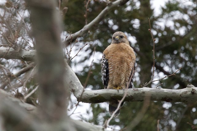 Red-shouldered Hawk Perched in Winter Tree