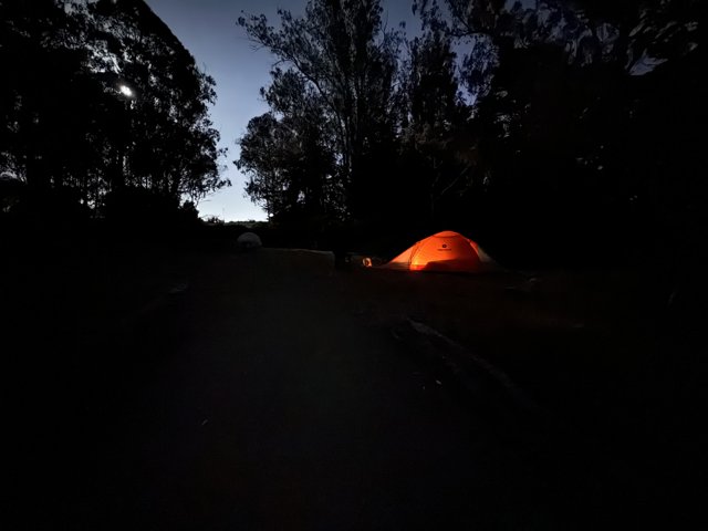 Illuminated Refuge in the Presidio Night