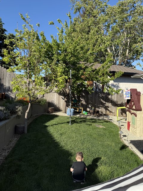 Backyard Adventures