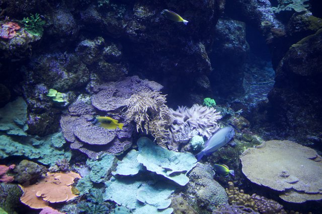 Vibrant Coral Reef Ecosystem with Tropical Fish