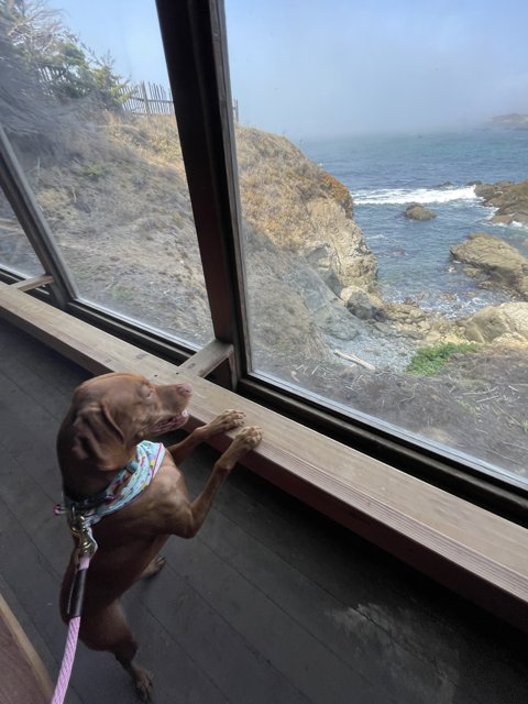 Ocean View Pupper