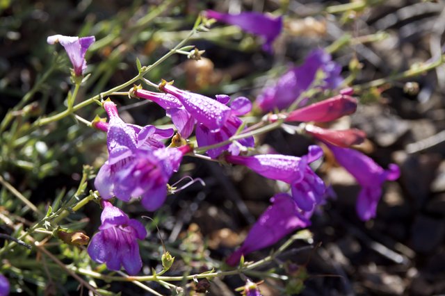 Purple Penstemon Blooms Glistening After Spring Rain