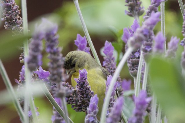 Lavender Sips and Chirps