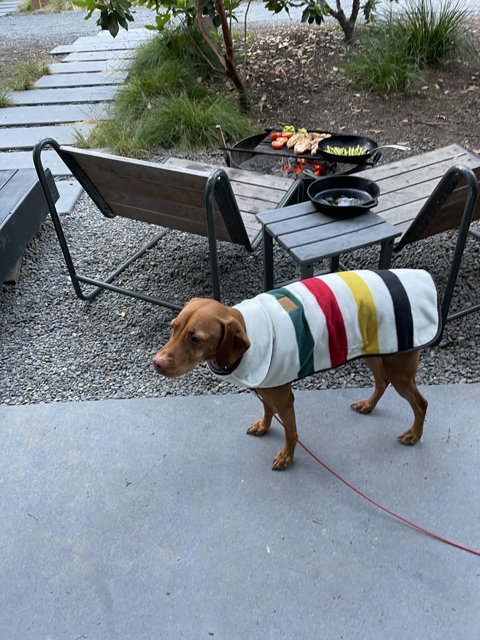 Colorful Jacket for a Canine Walk