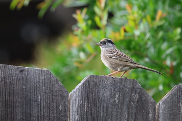 Golden-crowned Sparrow Perched on Weathered Wooden Fence