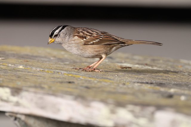 White-Crowned Sparrow Perched on Weathered Wood Planks
