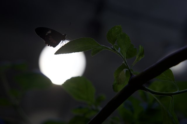 Luminary Encounter: The Night Butterfly