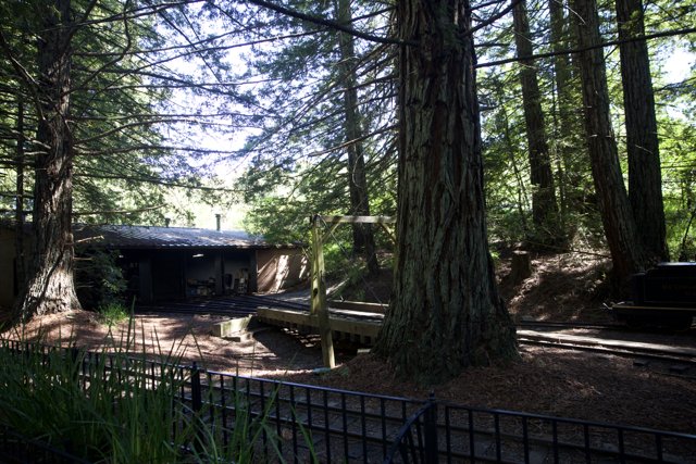 Enchanted Rails: The Tilden Steam Trains Among Towering Redwoods