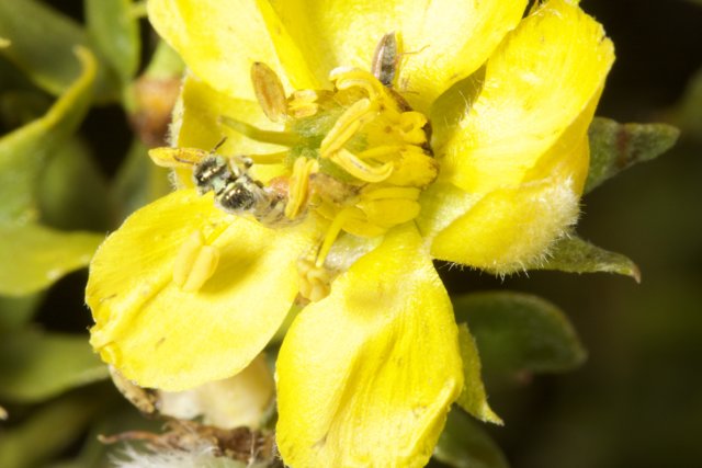 Bumblebee Gathering Pollen