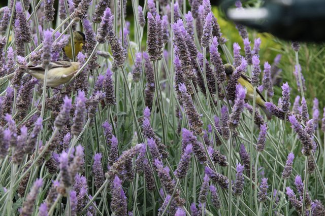 Goldfinches Feeding on Lavender Flowers in Garden