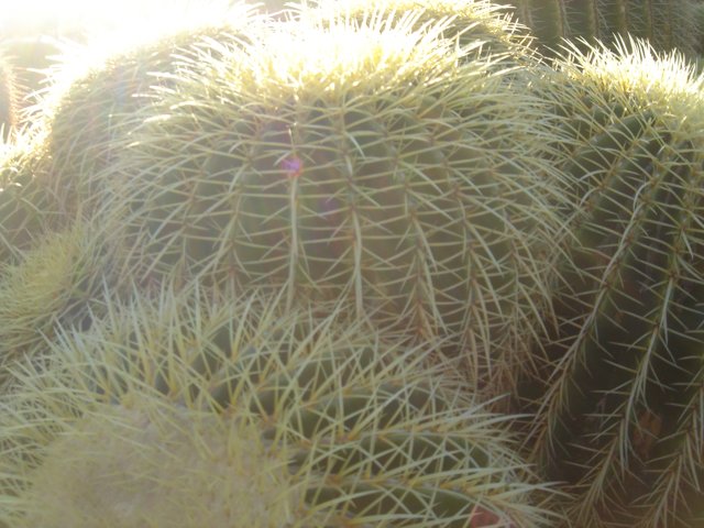 Radiant Cactus