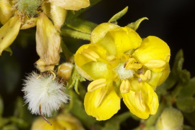 Yellow Geranium Flower with White Pollen Ball