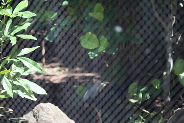 Enigmatic Glimpse - Hidden Wildlife at Honolulu Zoo