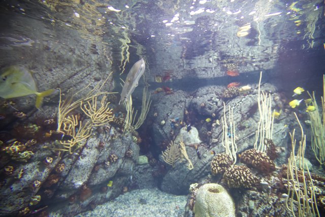 Majestic Rock Wall in the Coral Reef