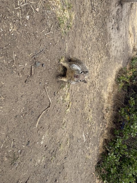 Curious Encounter in Cambria