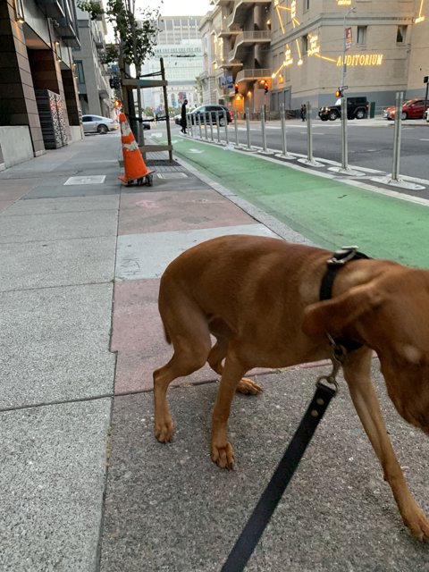 Urban Pup on City Sidewalk