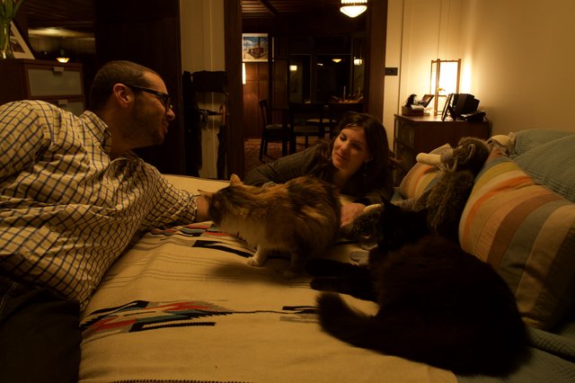Cozy Evening with Cats on the Sofa