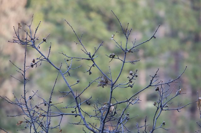 Bare Winter Branches with Seed Pods Against Soft Landscape