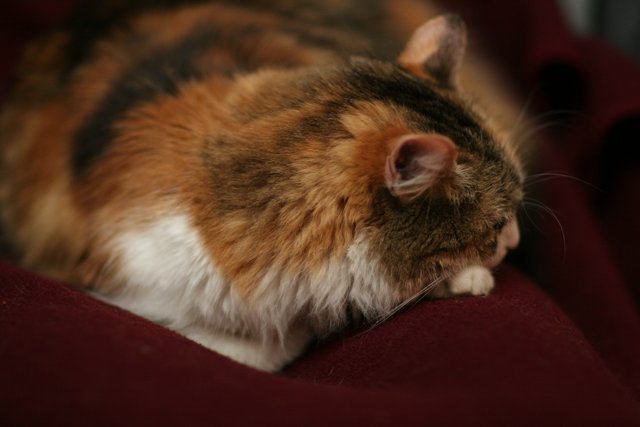 Lazy Manx cat caught napping