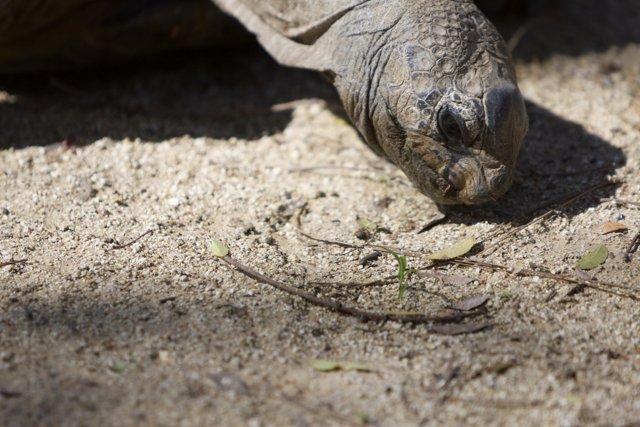 Turtle Munching on Grass