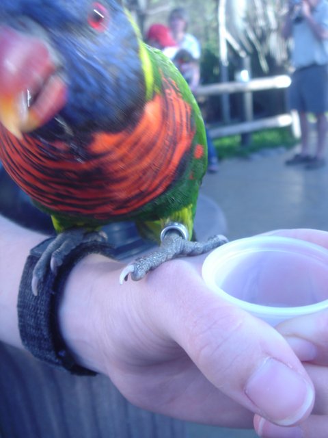 Colorful Parakeet Perches on Person's Hand
