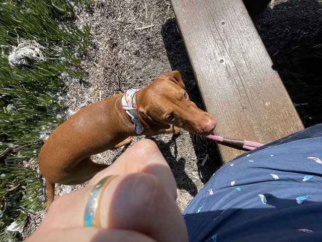 Canine Companion on the Bench