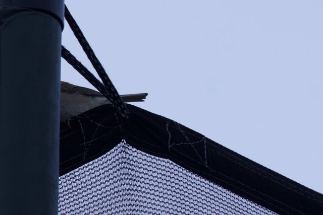 Perched on the Net