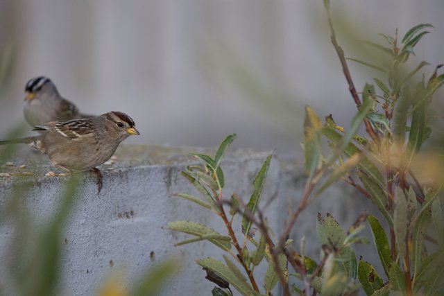 Sparrows of Serenity