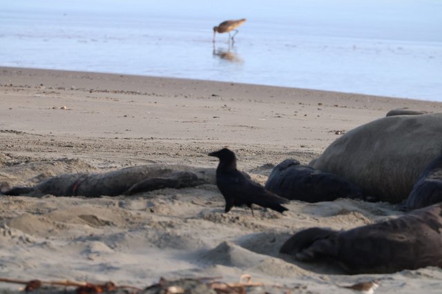 Skua Among Elephant Seals at Drakes Beach
