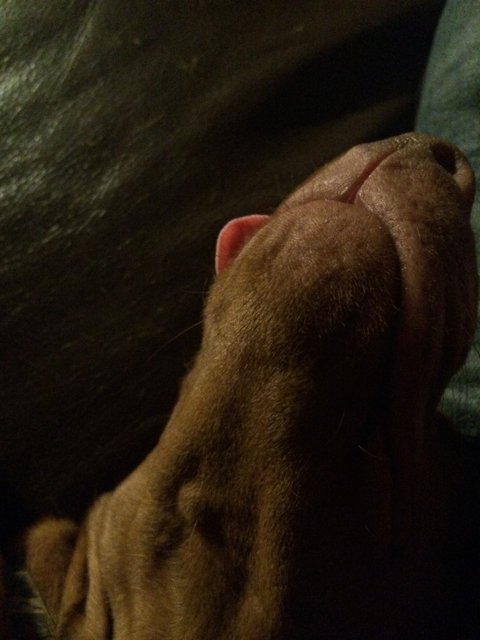 Playful Puppy Tongue