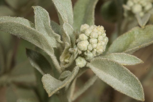 Close-up of Amaranthaceae plant with white flowers