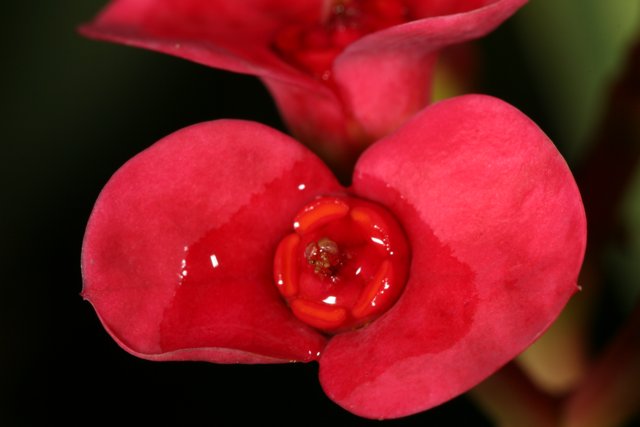 Vibrant Red Begonia Blossom with Dewy Droplets