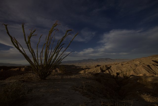 Majestic Cactus in the Desert Landscape
