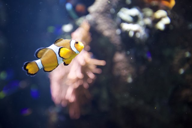 Aquatic Delight: The Colorful Clown Fish