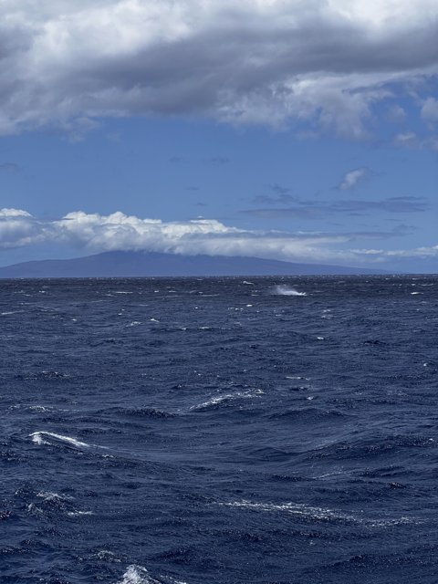 Majestic Whale in Hawaiian Waters