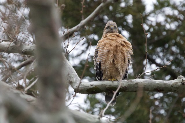 Red-shouldered Hawk Perched in Winter Tree