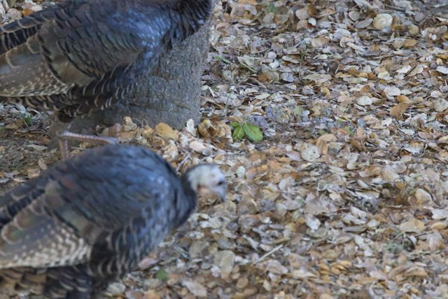 Turkeys Among the Leaves