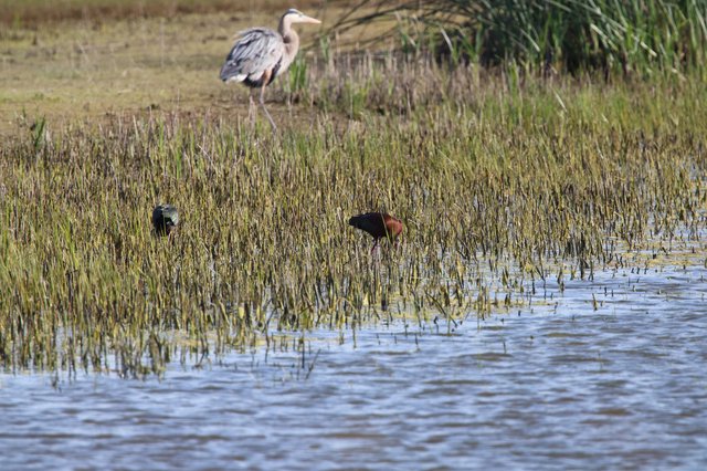 Herons Foraging in Flooded Wetland Grasslands at Dusk