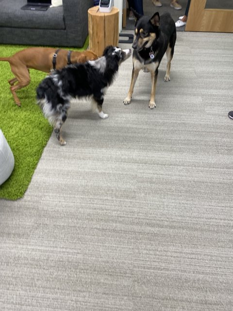 Office Pups