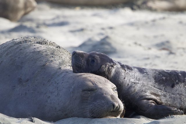 Elephant Seal Mother and Pup Resting on Beach