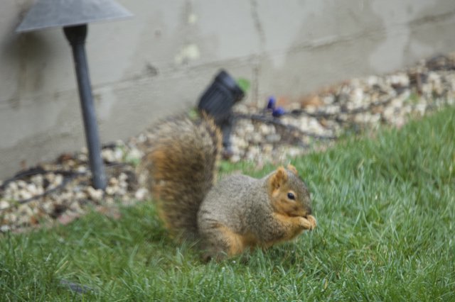 Fox Squirrel Eating on Suburban Lawn During Christmas Season