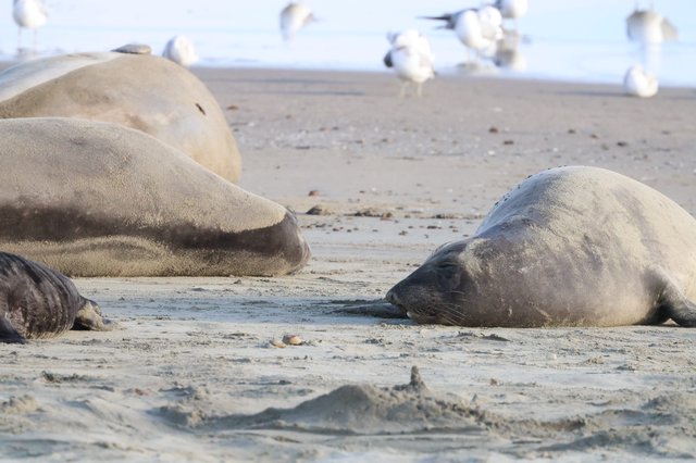 Elephant Seals Resting on Drakes Beach Shore