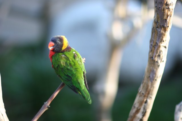 Vibrant Parakeet on a Branch
