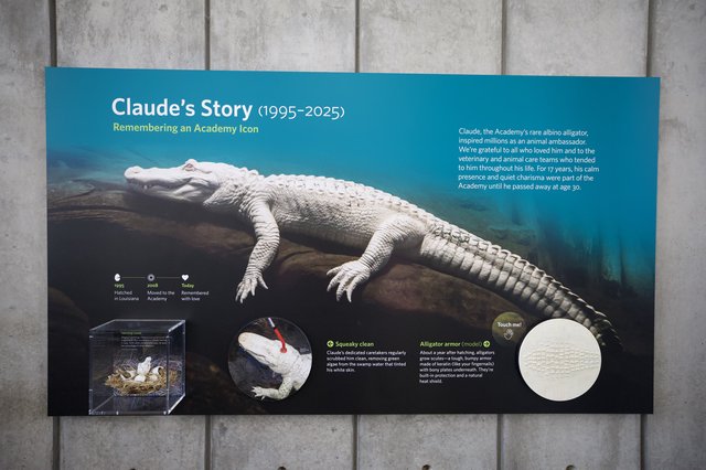 Memorial Exhibit for Claude the Albino Alligator