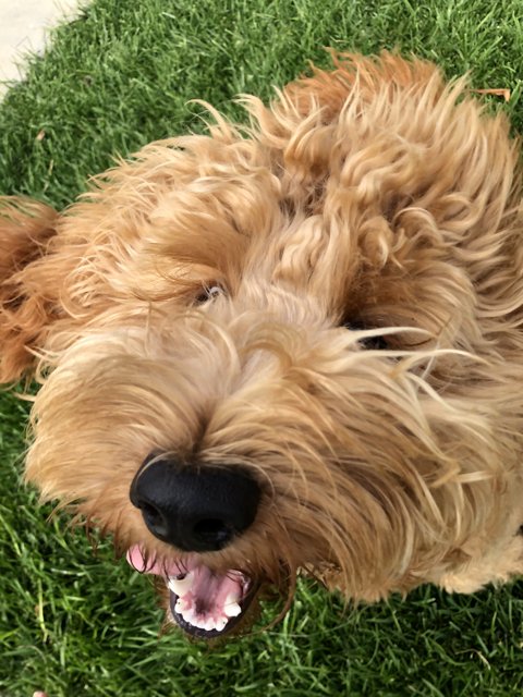 Curly Haired Canine in the Grass