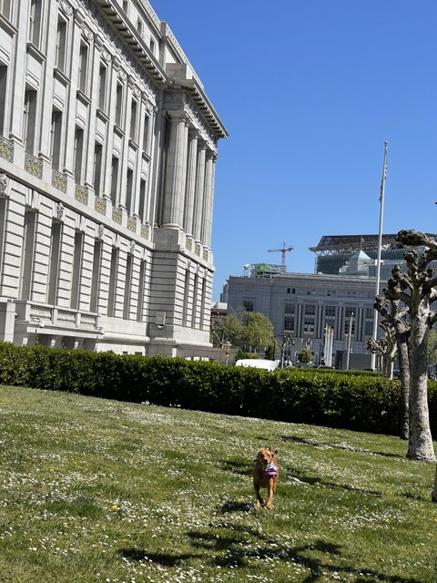 Running Free at San Francisco City Hall
